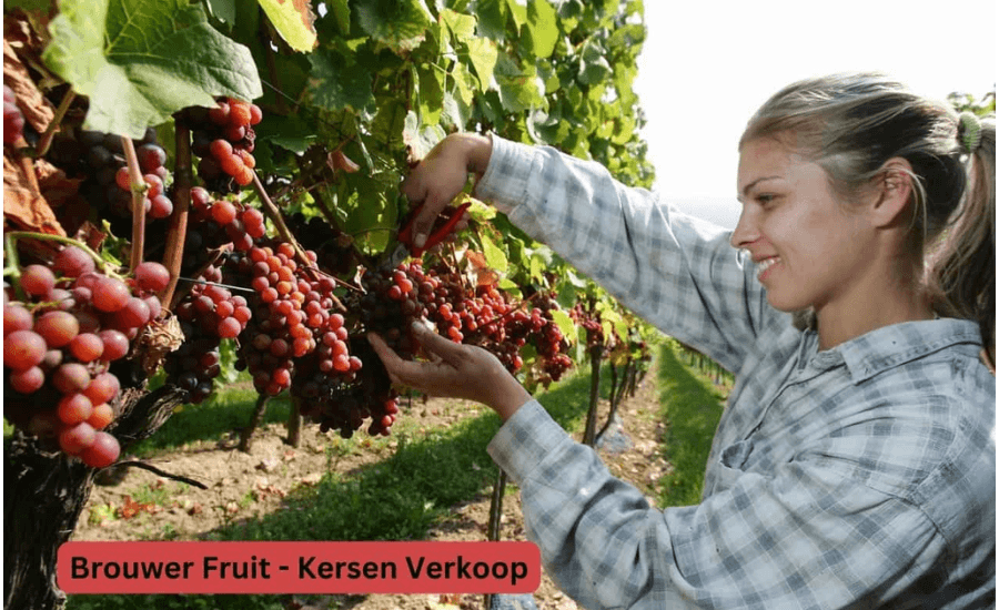 The Tradition Of Cherry Harvest At Brouwer Fruit - Kersen Verkoop
